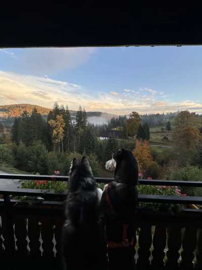 Germany - Bad Peterstal-Griesbach - Best of the Black Forest, Germany with my huskies 🇩🇪🐾 | Hiking | Outdoors | Historic towns - 1