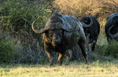 South Africa - Dinokeng Game Reserve - 7 Days South Africa Big Five Safari & Wildlife Photography Expedition!