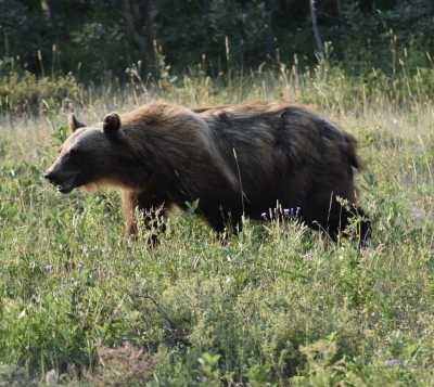 United States - Kalispell City Airport - Camping in Glacier National Park Montana USA - 4