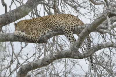 South Africa - Satara Rest Camp - Südafrika: das atemberaubende Kap trifft auf das Biospähren-Reservat Blyde - Krüger - 6