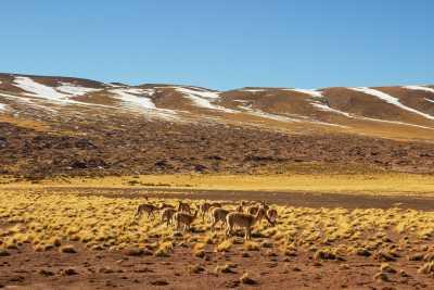 Chile - Atacama - 11 Days Chile Ultimate Adventure: Patagonia W Trek & Atacama Desert