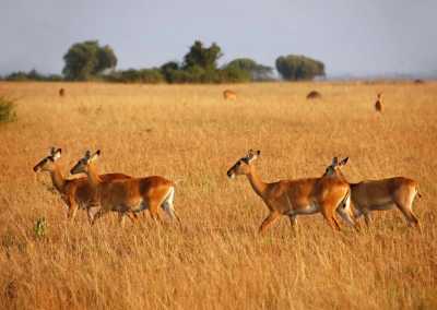 Uganda - Queen Elizabeth National Park - Uganda: Self drive 4x4 Land Cruiser 🦍🌿Gorilla & Rhino tracking! Coffee, Waterfalls & Hikes 🇺🇬 - 3