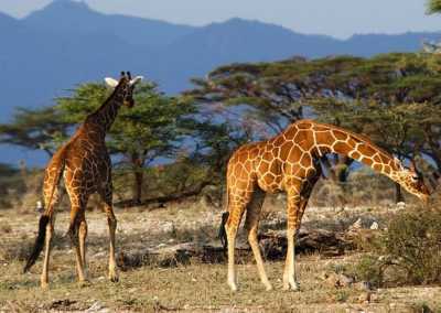Uganda - Queen Elizabeth National Park - Uganda: Self drive 4x4 Land Cruiser 🦍🌿Gorilla & Rhino tracking! Coffee, Waterfalls & Hikes 🇺🇬 - 2