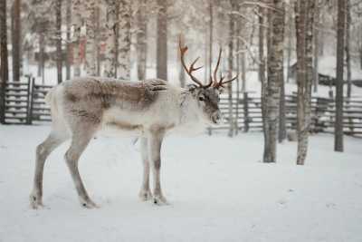 Finland - Levi - All I nclusive Lapland 360° - Snowmobile, Polar Lights, Husky, Sauna, and Many More! :) - 1