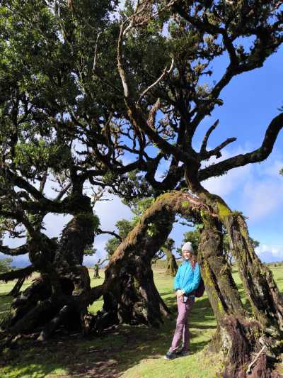 Portugal - Fanal Forest - 🏝️Ultimate winter escape in Madeira ☀️ Canyoning tour, hikes and more 🌊 - 2