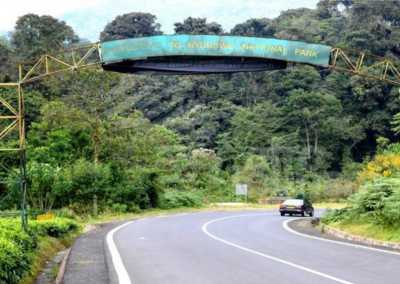 Ruanda - Nyungwe National Park - RWANDA! Self-drive 4x4 landcruiser 🐒🦍🍃 Chimpanzee tracking, Canopy walk, Tea plantation, Volcanoes National park 🇷🇼 - 7