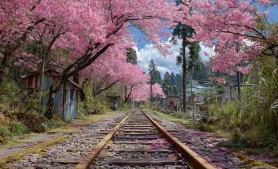 Taiwan - Alishan - 🇹🇼 Taiwan by Rail: 16 Days of Cherry Blossoms, Culture, & Coastal Views 🏮 (PRIVATE ROOMS) - 1