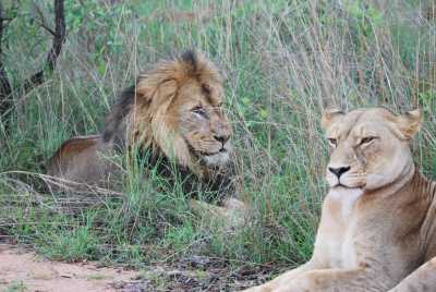South Africa - Südafrika: das atemberaubende Kap trifft auf das Biospähren-Reservat Blyde - Krüger - JoinMyTrip