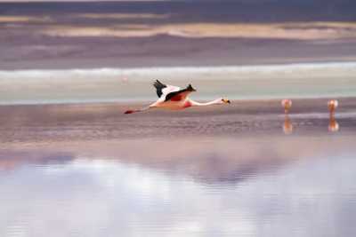 South America - Uyuni - 🌎 THE ANDES AWAKENING: Peru to Bolivia Expedition - 3