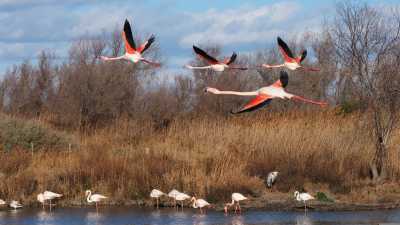 France - Camargue - Coworking & Reset in Provence – 2 Weeks of Focused Work and Exchange - 3