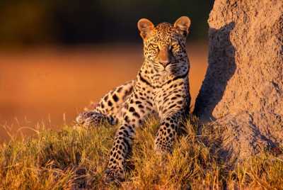 Tanzania - Serengeti National Park - Tanzania Big Five Safari & Wildlife Photography Expedition | Serengeti & Ngorongoro - 1