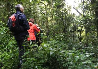Ruanda - Nyungwe National Park - RWANDA! Self-drive 4x4 landcruiser 🐒🦍🍃 Chimpanzee tracking, Canopy walk, Tea plantation, Volcanoes National park 🇷🇼 - 5