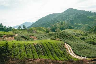 Malaysia - Cameron Highlands - 🇲🇾 Entdecke Malaysia - Kultur, Natur & Megacity - Kurzreise durch Penang, Cameron Highlands, Ipoh & Kuala Lumpur -> 🎨🌿🕌🏝️🍜 - 1