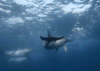 South Africa - Mdumbi - 🇿🇦 South African Sardine Run Expedition - 1 Week INSIDE a Nature Documentary 🐬 - 17