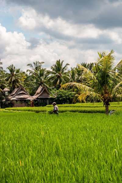 Indonesia - Ubud - Co-working in Bali: live in a Villa with Private Pool in Ubud City Center. Enjoy incredible activities in the weekend! - 2
