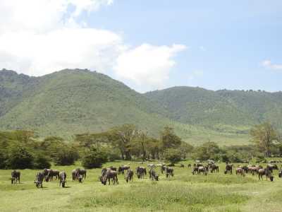Tansania - 6 Days Tanzania Safari to Tarangire, Serengeti and Ngorongoro Crater - JoinMyTrip