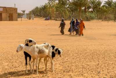 Mauritania - Akjoujt - To the Heart Of Mauritania: Sahara Dunes, Ancient Cities & Atlantic Coast Photography Trip