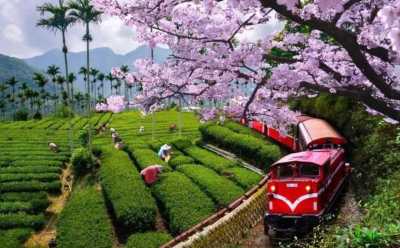 Taiwan - Alishan - 🇹🇼 Taiwan by Rail: 16 Days of Cherry Blossoms, Culture, & Coastal Views 🏮 (PRIVATE ROOMS) - 2