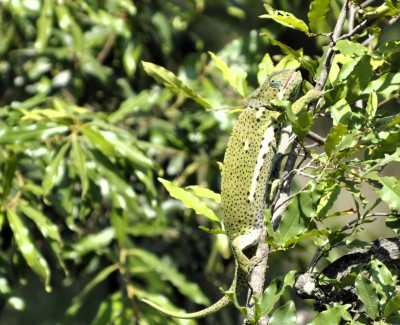 South Africa - Skukuza - Südafrika: das atemberaubende Kap trifft auf das Biospähren-Reservat Blyde - Krüger - 2