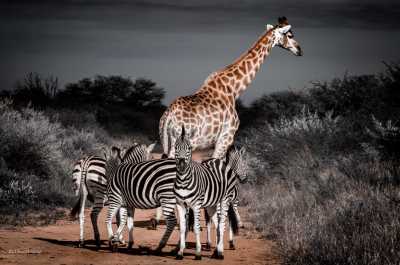 South Africa - Dinokeng Game Reserve - 7 Days South Africa Big Five Safari & Wildlife Photography Expedition!