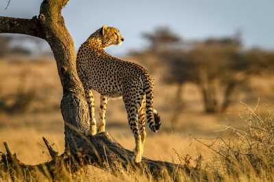 Tanzania - Tanzania Big Five Safari & Wildlife Photography Expedition | Serengeti & Ngorongoro - JoinMyTrip