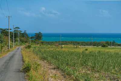 Japan - Iriomote-jima - Let's Gather in Ishigaki Island Paradise 🌴 | Beaches, Sea Turtles, Yoga & Island Hopping