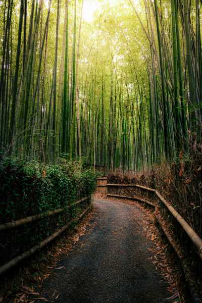 Japan - Arashiyama Bamboo Forest - 🍜 The Golden Route Reimagined: 14 Nights Through Osaka, Kyoto, Hikone & Tokyo 🎎 (PRIVATE ROOMS)