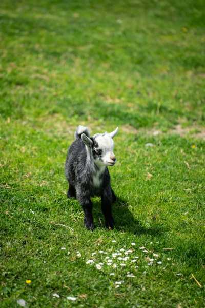 United Kingdom - Invercannich Farm - Scotland Highlands Wild Camping and Local B&Bs Girls' Trip - 4