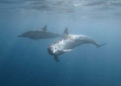 Südafrika - 🇿🇦 South African Sardine Run Expedition - 1 Week INSIDE a Nature Documentary 🐬 - JoinMyTrip