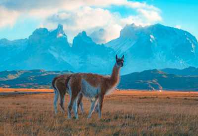 Chile - Cordillera del Paine - 4 Days in Patagonia: Torres del Paine, Glaciers & Condors - 3