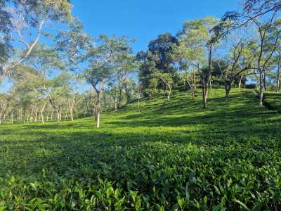 Bangladesch - Sreemangal - Bangladesh Adventure – Between Rivers, Tea Hills & Ancient Cities - 2