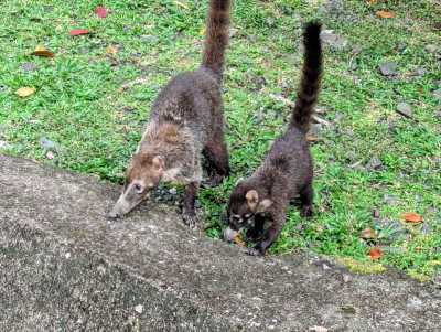 Panama - El Valle de Antón - PANAMA - Das Paradies zwischen zwei Ozeanen: Entdecke Panamas unberührte Vielfalt in 10 Tagen 🦥🌴 - 6