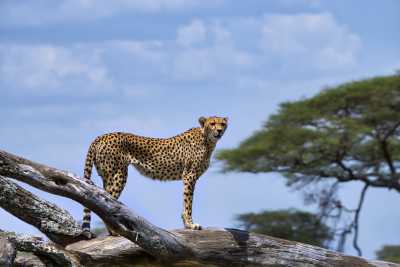 Tansania - 6 Day Tanzania Safari, Ndutu Area & The Great Migration Calving Season - JoinMyTrip