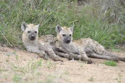 South Africa - Blyde River Canyon - Südafrika: das atemberaubende Kap trifft auf das Biospähren-Reservat Blyde - Krüger - 4