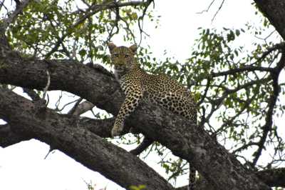 South Africa - Blyde River Canyon - Südafrika: das atemberaubende Kap trifft auf das Biospähren-Reservat Blyde - Krüger - 6