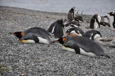 Chile - Punta Arenas - Chile New Year’s Eve Trip 🎇 | Deserts, Glaciers & Penguins 🐧🏔️ - 2