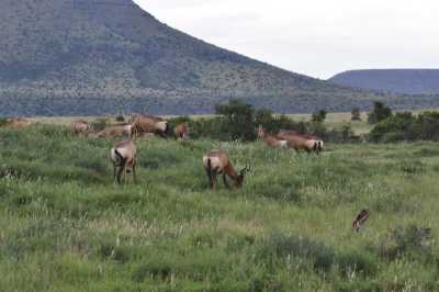 South Africa - Mountain Zebra National Park - Entdecke Südafrika: Die Kapregion - jenseits der touristischen Trampelpfade - 4