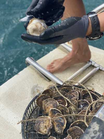 Südeuropa - Pelješac - Dubrovnik + Montenegro : Oysters & Wine - 1