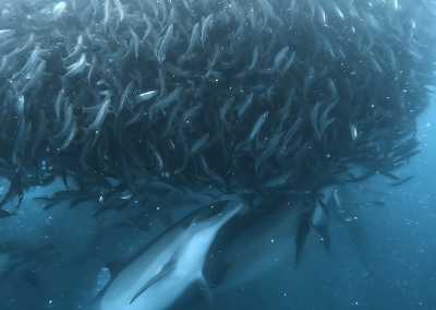 South Africa - Mdumbi - 🇿🇦 South African Sardine Run Expedition - 1 Week INSIDE a Nature Documentary 🐬 - 1