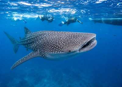 Indonesia - Teluk Saleh - WHALE SHARKS TO KOMODO DRAGONS LIVEABOARD EXPEDITIONS