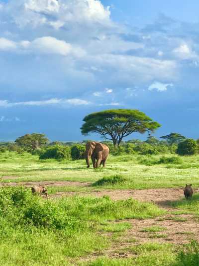 Kenia - Amboseli National Park - Kenyan Wonders Safari: All inclusive Maasai Mara, Lake Nakuru, Amboseli and Nairobi Adventure - 3