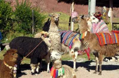 Peru - Sacred Valley - The best of Peru: Chocolate, Food, Machu Picchu, Nazca, and more! - 1