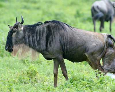 Tansania - Ndutu Lake - 6 Day Tanzania Safari, Ndutu Area & The Great Migration Calving Season