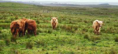 United Kingdom - Fort William - Travel Scotland to Remote Islands