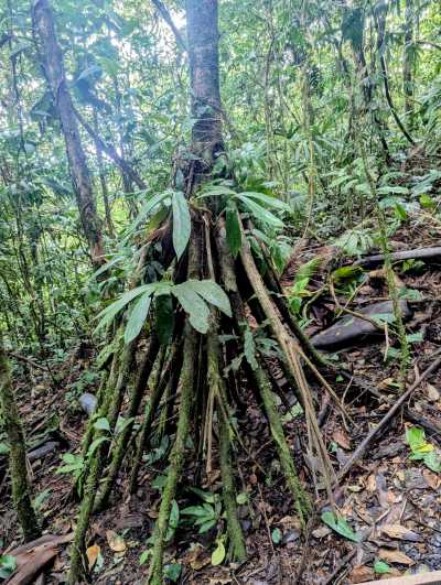 Panama - El Valle de Antón - PANAMA - Das Paradies zwischen zwei Ozeanen: Entdecke Panamas unberührte Vielfalt in 10 Tagen 🦥🌴 - 7
