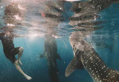 Philippinen - Cebu - 15-Day Adventure in the Philippines: Whale Sharks, Island Hopping & Hidden Paradises - 1