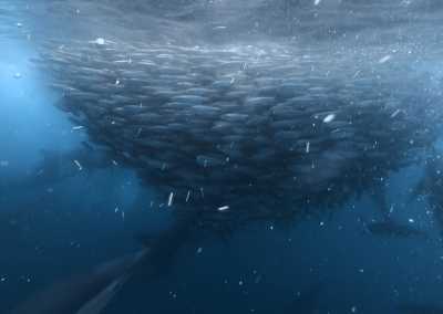 South Africa - Mdumbi - 🇿🇦 South African Sardine Run Expedition - 1 Week INSIDE a Nature Documentary 🐬 - 19