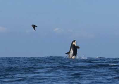South Africa - Mdumbi - 🇿🇦 South African Sardine Run Expedition - 1 Week INSIDE a Nature Documentary 🐬 - 13