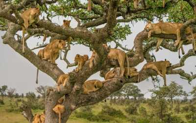 Tanzania - Serengeti National Park - Tanzania: following the great migration - 1