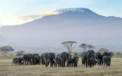 Kenia - Amboseli National Park - 🌍 Wild Wonders of Kenya | All-Inclusive Raw Nature Jeep Safari 🐘🦁🌅 - 4